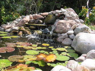 Water Garden Oasis